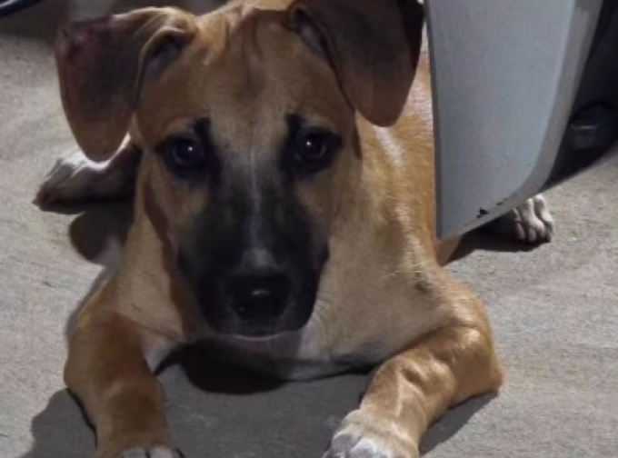 Cachorra de cinco meses é abandonada em rua deserta no bairro Cidade Universitária, em Floriano